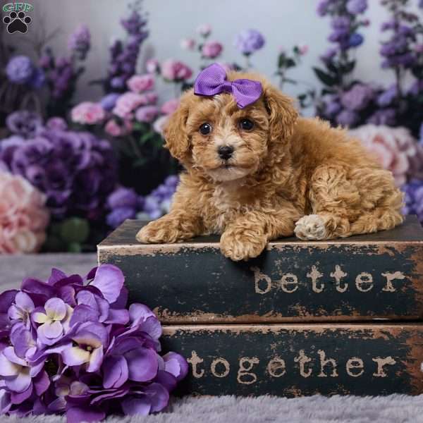 Diamond, Bich-Poo Puppy